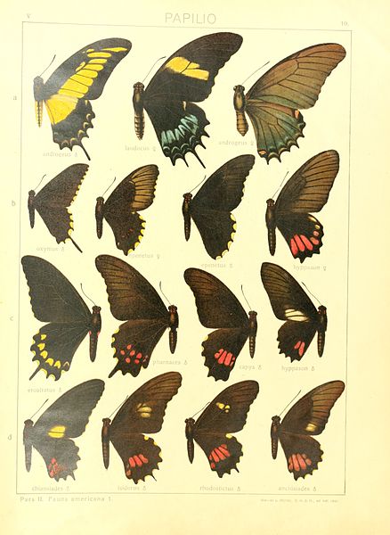 File:Macrolepidoptera15seit 0029.jpg