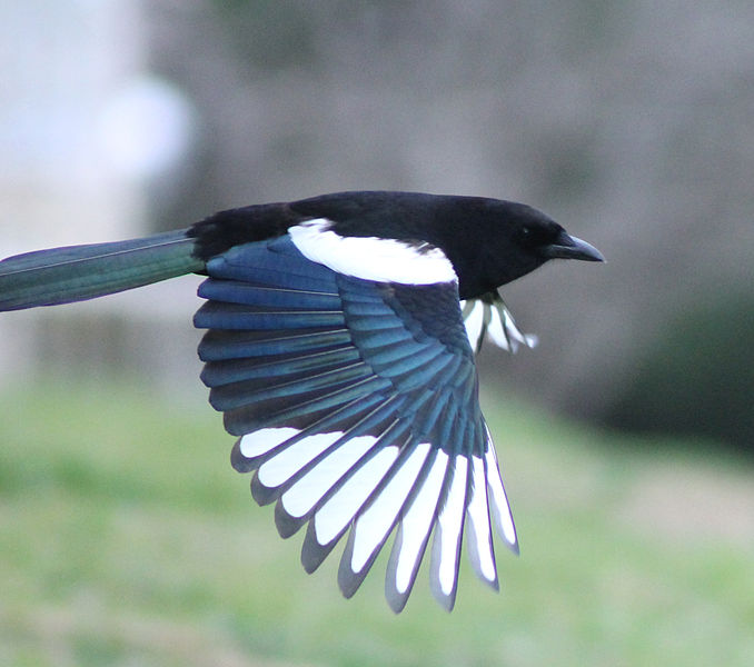 File:Magpie in Madrid (Spain) 77.jpg