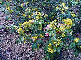 Acebo Mahonía.  La especie tipo del género.  Vista general de una planta con flores.