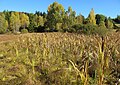 Čeština: Přírodní rezervace Malá Strana nedaleko města Lučany nad Nisou (část Horní Maxov) v Jizerských horách, okres Jablonec nad Nisou, ČR English: Nature reserve Malá Strana near Lučany nad Nisou (Horní Maxov) in Jizera Mountains, Jablonec nad Nisou District in Czech Republic