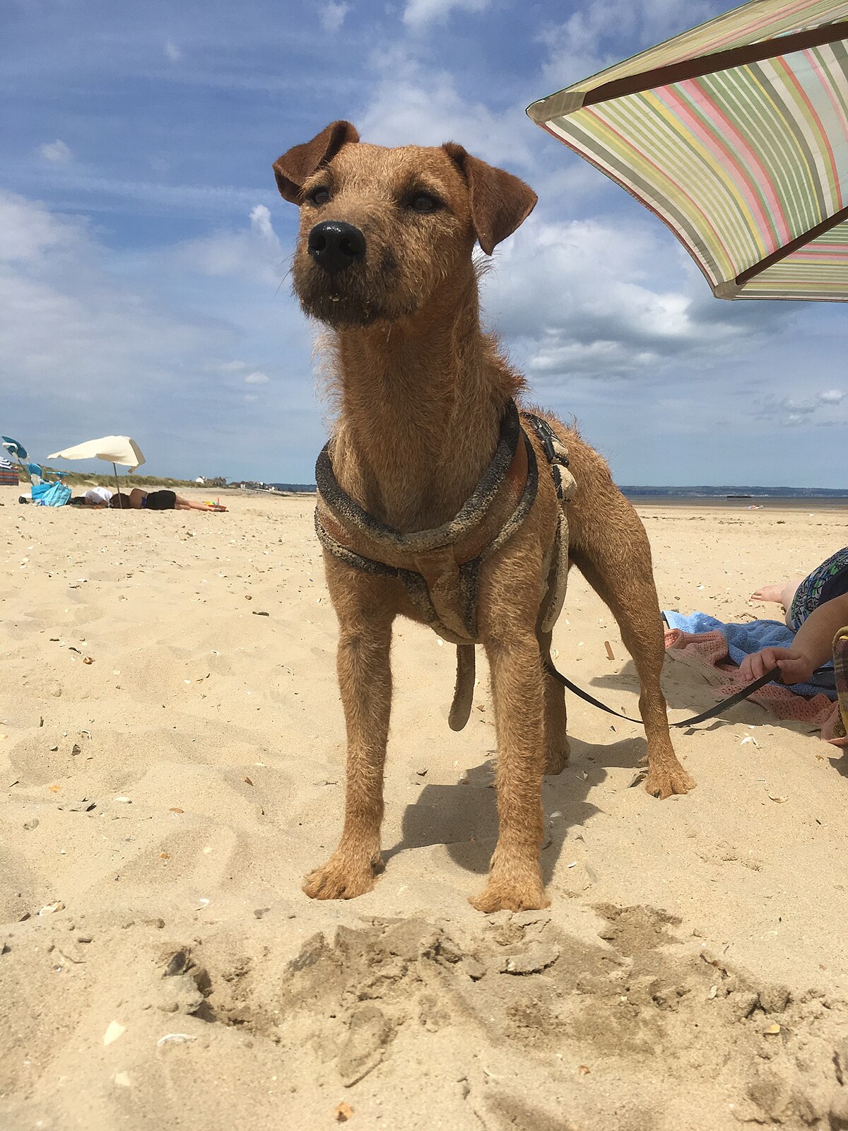 lakeland terrier x border terrier