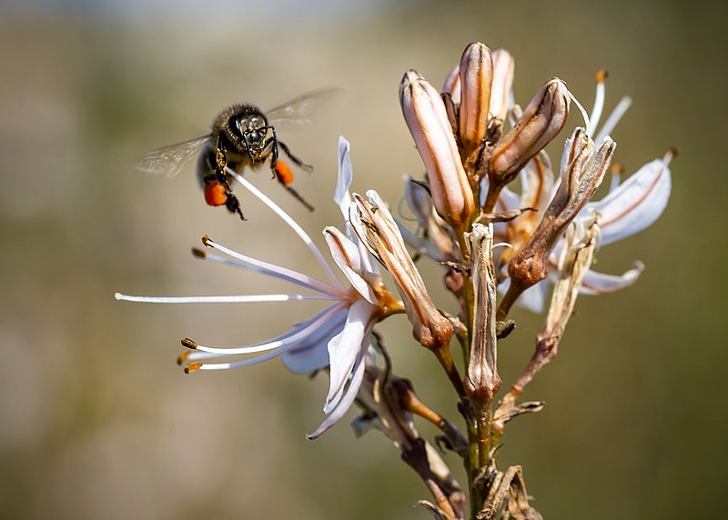 File:Maltese Honey Bee.jpg