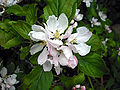 Malus flower