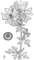 Malva moschata (illustration)