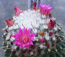 Polythele Mammillaria 2.jpg