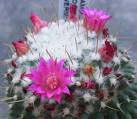 Mammillaria polythele