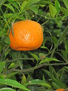 Citrus reticulata (« mandarine »)