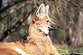 Maned Wolf by Trisha 3.jpg