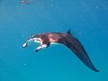 reef manta ray