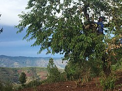 Two boys playing in a tree in Mapogoro.