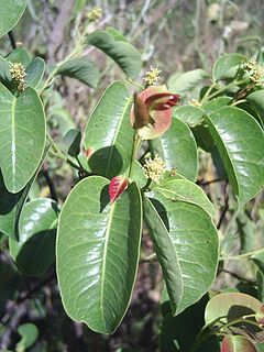 <i>Maprounea</i> Genus of flowering plants