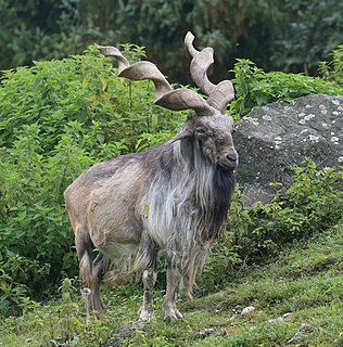 <span class="mw-page-title-main">Markhor</span> Species of mammal
