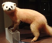 산달, Japanese marten