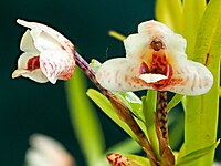 Maxillaria vulcanica