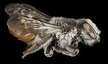 Megachile chlorura, F, Side, HI, округ Мауи, 23 августа 2014 г. (33233179036).jpg 