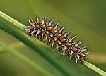 Melitaea didyma – Raupe