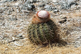 <i>Melocactus macracanthos</i> Species of cactus