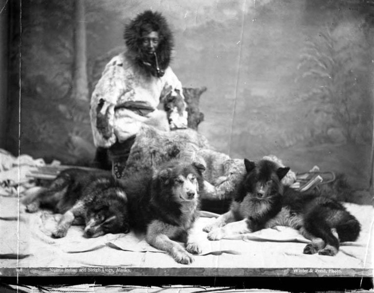 File:Member of the Nulato tribe with sled dogs, Alaska, circa 1906 (AL+CA 6747).jpg