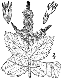 <i>Mentha <span style="font-style:normal;">×</span> villosa</i> Hybrid flowering plant in the family Lamiaceae