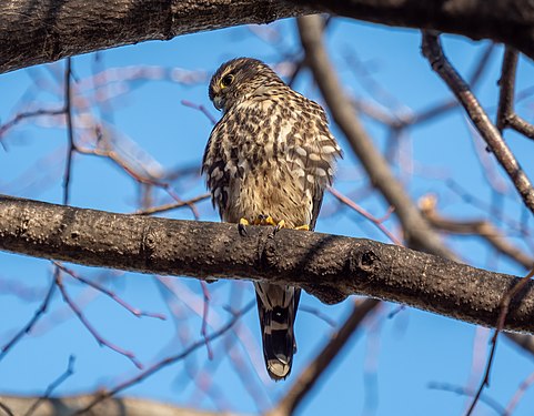 Merlin in Prospect Park