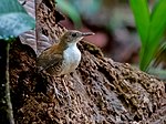 Miniatura para Microcerculus marginatus