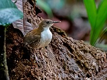 Microcerculus marginatus - Scaly-brested Wren; Careiro, Amazonas, Brazil.jpg