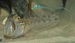 Microgobius gulosus Microgobius gulosus2.jpg