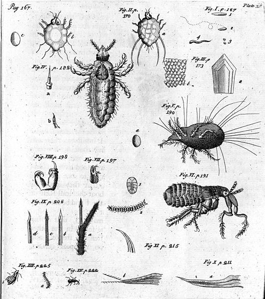 File:Microscope drawings including a drawing of a flea. Wellcome M0013991.jpg