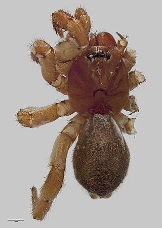 <i>Migas</i> (spider) Genus of spiders