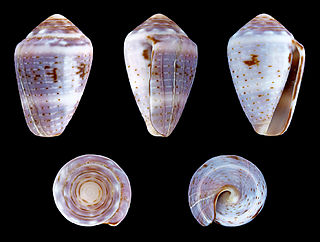 <i>Conus coronatus</i> species of mollusc