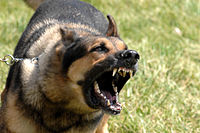 Military dog barking.JPG