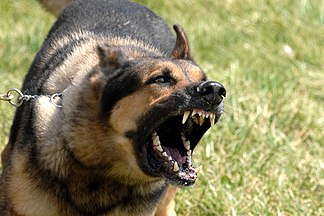 Aggression in dogs
