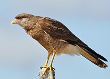 Chimango caracara Milvago chimango -Rio Grande, Rio Grande do Sul, Brazil-8.jpg