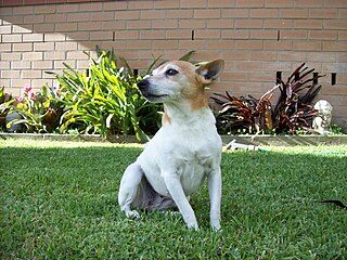 <span class="mw-page-title-main">Miniature Fox Terrier</span> Dog breed