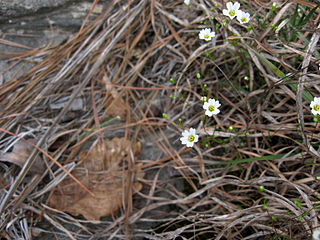 <i>Minuartia uniflora</i> Species of flowering plant
