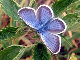 Plebejus