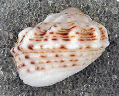 Description de l'image Modulus modulus (Atlantic modulus snail) (San Salvador Island, Bahamas) 1 (15571180733).jpg.