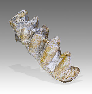 Коренной зуб (моляр) представителя платибелодонов - рода вымерших хоботных, живших около 15 миллионов лет назад (Ганьсу, Китай)
