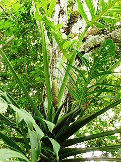 Description de l'image Monstera pinnatipartita in Colombia.jpg.