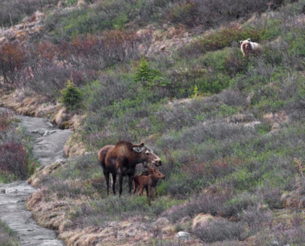 A cow moose with calves being approached by an inland brown bear, Denali National Park, Alaska