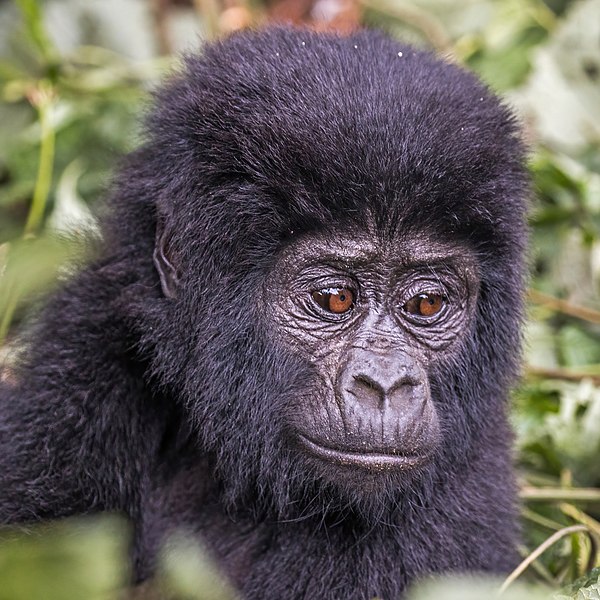 File:Mountain gorilla (Gorilla beringei beringei), 2-year-old.jpg