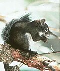 Thumbnail for Southwestern red squirrel