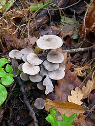 Mycena polygramma