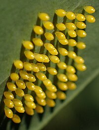 Batch of eggs oviposited on a leaf Mylothris agathina agathina 181053082.jpg