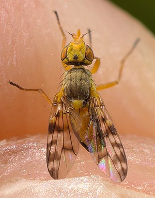 <i>Myopites apicatus</i> Species of fly