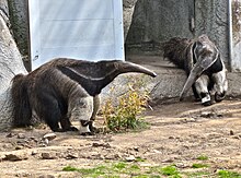 Two captive anteaters. The species is generally solitary in the wild. Myrmecophaga tridactyla -Detroit Zoo, USA-8a.jpg