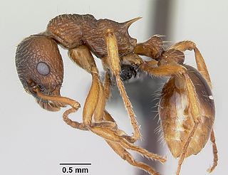 <i>Myrmica ruginodis</i> Species of ant