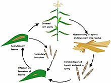 Disease cycle of northern corn leaf blight NCLB disease cycle.JPG