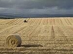 NS6469 harvest.jpg