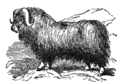 NSRW Musk-Ox.png